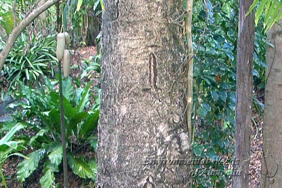 معرفی و راهنمای پرورش درختان میوه - درخت جم یا جمبو